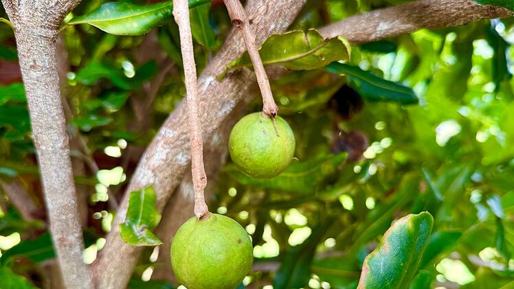 Macadamias in Australien