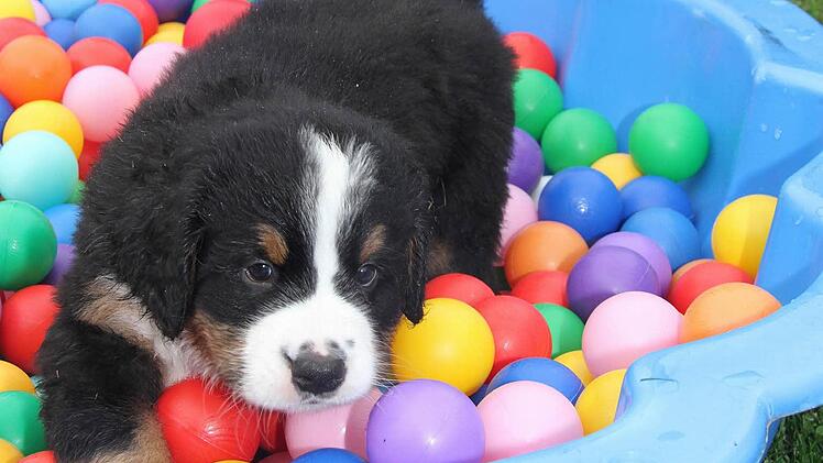 "Finnes" testet den Spielparcours voll aus und nimmt ein Ball-Bad.
