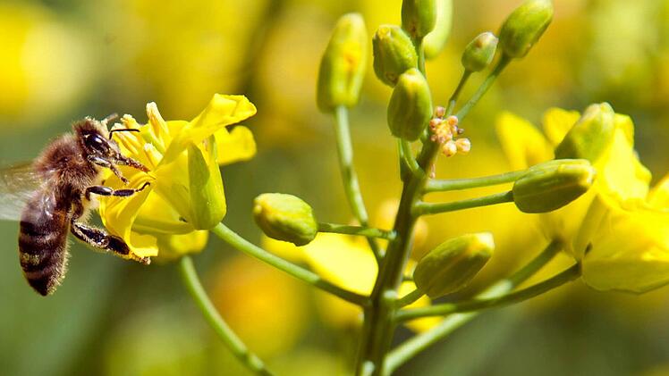 Etwa 4500 Hektar Ackerfläche im Landkreis werden zurzeit mit Raps bebaut. Bienen sorgen mit der Bestäubung dafür, dass der Ertrag kräftig steigt. Peter Kirchner taxiert die dadurch entstehende Wertsteigerung auf mehr als 470 000 Euro im Jahr. Archivfoto: Schmidt/dpa