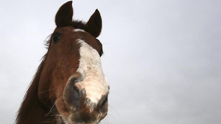 Eine junge Frau wollte ihre Pferde reitpädagogisch nutzen. Nach mehrfachen Diskussionen im Burkardrother Gemeinderat darf die Frau nun ihren Stall bauen. Ihre Tiere möchte sie entgegen ihrem Wunsch nun doch nicht zu pädagogischen Zwecken nutzen.