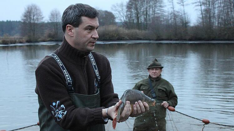 Für den Karpfen setzt sich Markus Söder besonders ein. Foto: Josef Hofbauer