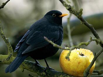 Bei der Zählung "Stunde der Wintervögel" landet die Amsel auf Platz eins. Foto: Patrick Pleul dpa/lby