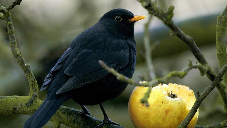 Bei der Zählung "Stunde der Wintervögel" landet die Amsel auf Platz eins. Foto: Patrick Pleul dpa/lby
