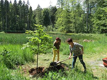Bürgermeisterin Patricia Schießer und Brigitte Tokarski pflanzen eines der Kastanien-Bäumchen am Hurlacher See in Euerdorf.Doris Bauer