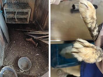 Tierheim Nürnberg befreit 45 Tiere aus "katastrophaler Haltung" - "Als Zuchtmaschinen missbraucht"
