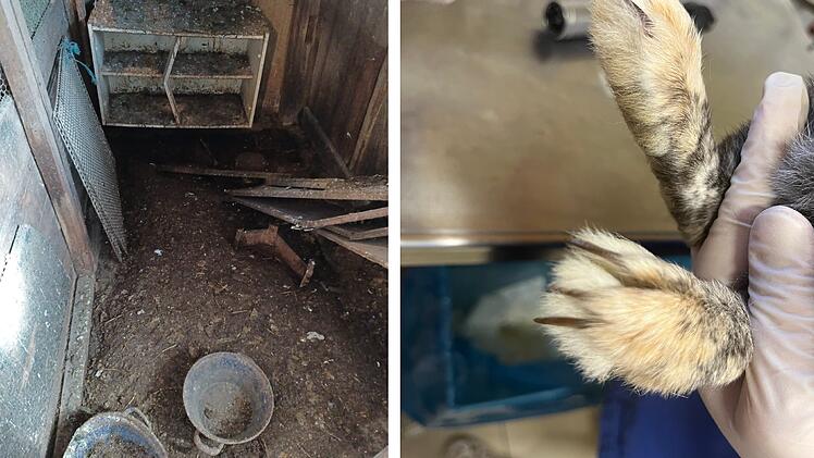 Tierheim Nürnberg befreit 45 Tiere aus "katastrophaler Haltung" - "Als Zuchtmaschinen missbraucht"