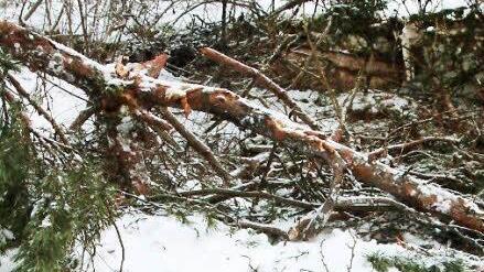 Diese Kiefer bremste die Wucht des Steinschlages. Fotos: Josef Hofbauer