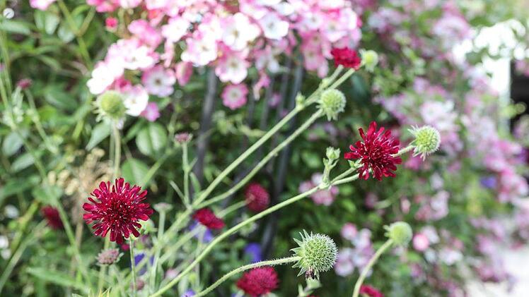 Impressionen aus Sonja Promeuschels Rosengarten Foto: Barbara Herbst
