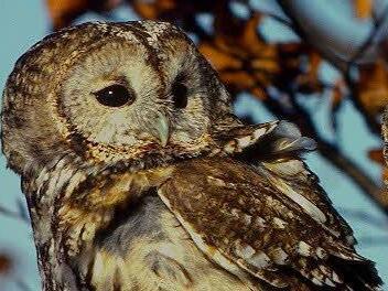 Junger Waldkauz;  Foto: Jürgen Holzhausen