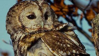 Junger Waldkauz;  Foto: Jürgen Holzhausen