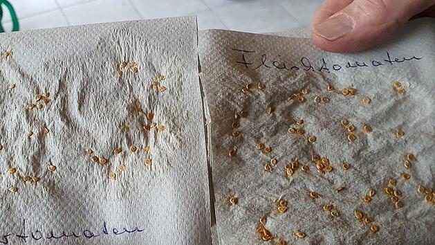 Auf einfachen Haushalst&uuml;chern streift man die Tomatenkernchen ab. Sie trocknen hier an und k&ouml;nnen einfach in eine flache Schale auf etwas Erde gelegt und mit feiner Erde bestreut werden. Fotos: Brigitte Krause