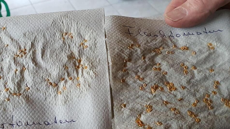 Auf einfachen Haushalstüchern streift man die Tomatenkernchen ab. Sie trocknen hier an und können einfach in eine flache Schale auf etwas Erde gelegt und mit feiner Erde bestreut werden. Fotos: Brigitte Krause