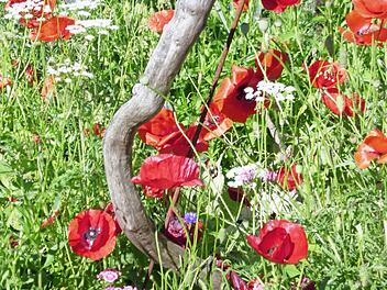 Die weißen Blumen mit den schirmartigen Blüten sind kleine Bibernelle und Wilde Möhre, beides Doldenblütler und Wildstauden. Doldenblütler sollten auch in jedem Naturgarten vorhanden sein, da sie den Nektar wie in flachen Schalen den Insekten anbieten. Fotos: privat