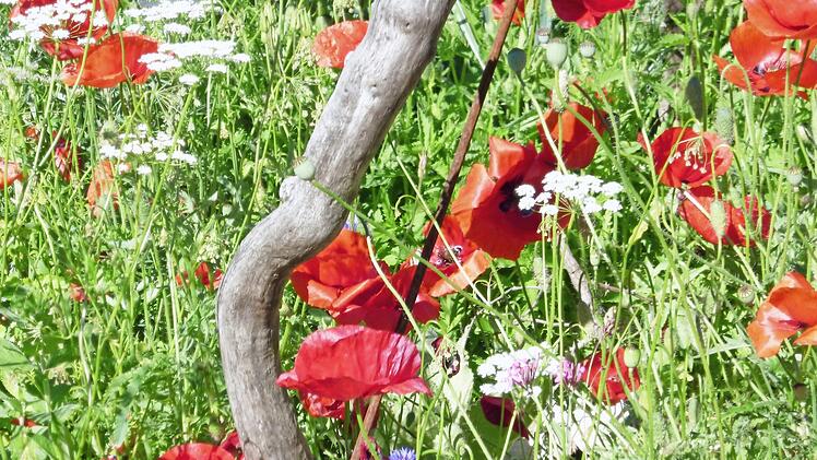 Die weißen Blumen mit den schirmartigen Blüten sind kleine Bibernelle und Wilde Möhre, beides Doldenblütler und Wildstauden. Doldenblütler sollten auch in jedem Naturgarten vorhanden sein, da sie den Nektar wie in flachen Schalen den Insekten anbieten. Fotos: privat