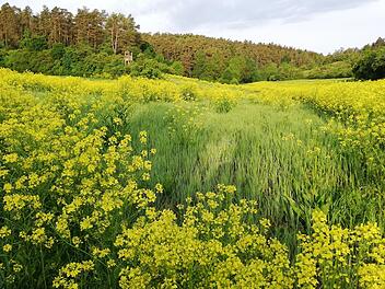 Das Zackenschötchen wird auch im Landkreis zunehmend zum Problem. Es breitet sich rasend schnell aus. Foto: Heike Beudert