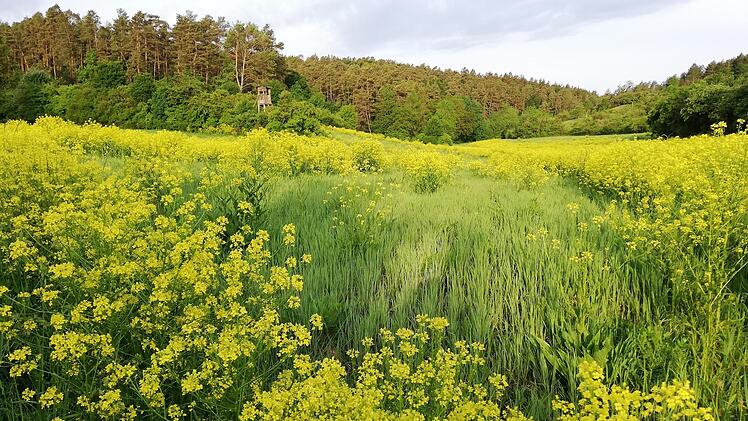 Das Zackenschötchen wird auch im Landkreis zunehmend zum Problem. Es breitet sich rasend schnell aus. Foto: Heike Beudert