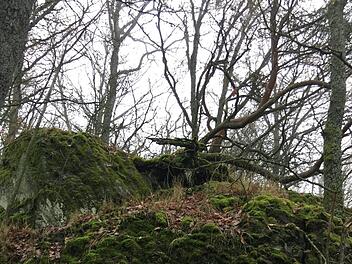 Die vermuteten Mauerreste des Türmchens oberhalb von Bischofsheim  Foto: Manfred Markert