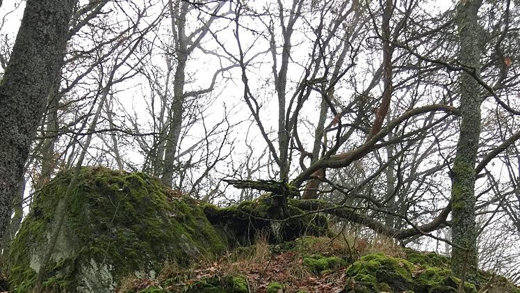 Die vermuteten Mauerreste des Türmchens oberhalb von Bischofsheim  Foto: Manfred Markert
