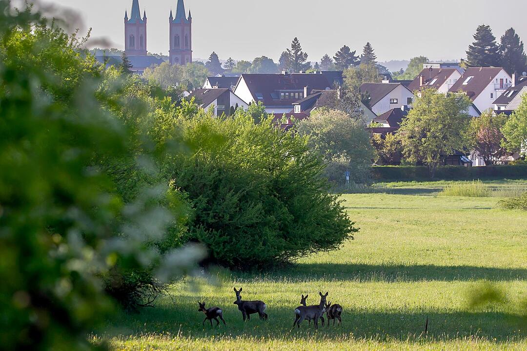 Rehe im Naturschutzgebiet Kirdorfer Feld