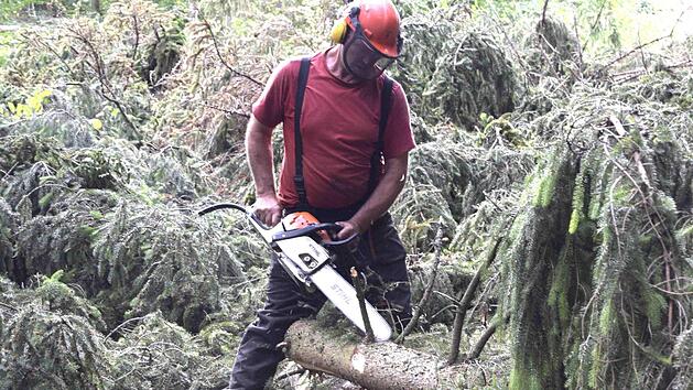 Georg Zahn entastet vom Borkenk&auml;fer befallene Fichten. Fotos: Andreas Welz