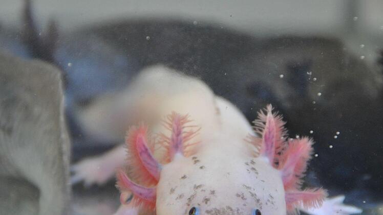 Axolotl bleiben normalerweise immer im Larvenstadium und legen darin auch Eier. Das nennt man Neotenie. Durch Stress kann es aber sein, dass sie sich doch weiterentwickeln.  Foto: Brath