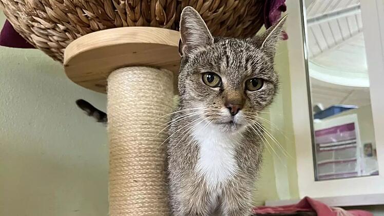 Tierheim Bamberg sucht dringend End- oder Pflegestelle für ältere Katzendame