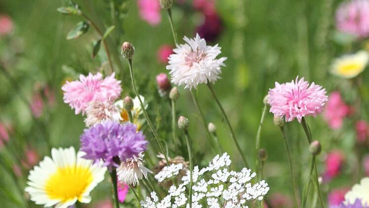 Blumenwiese Foto: Jupp Schröder