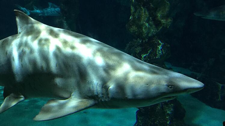 &#58035; Der Erlebnispark Meeresaquarium Zella-Mehlis.