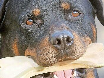 Dieser Rottweiler beißt in einen Knochen, der schwarze Mischlingshund einer Frau aus dem Rodachtal hat schon zum dritten Mal Leute gebissen. Deshalb stand sein Frauchen vor Gericht.  Foto: dpa/lth