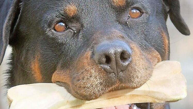 Dieser Rottweiler beißt in einen Knochen, der schwarze Mischlingshund einer Frau aus dem Rodachtal hat schon zum dritten Mal Leute gebissen. Deshalb stand sein Frauchen vor Gericht.  Foto: dpa/lth