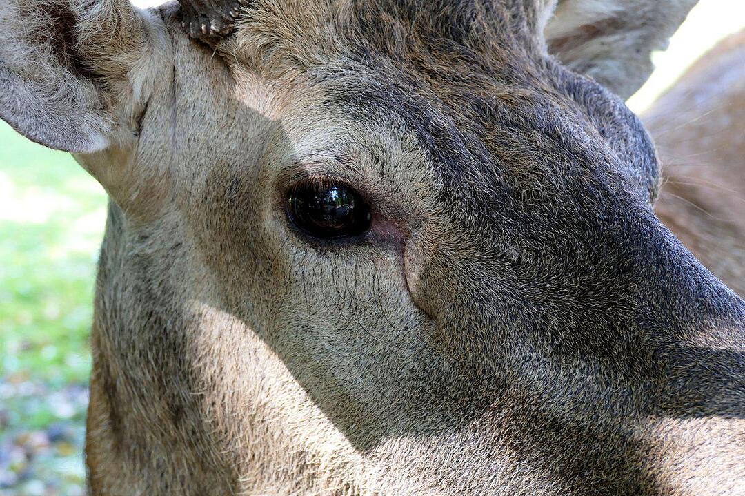 Ein Besuch im Wildtierpark Schloss Tambach. Danke an inFrankenPix-Nutzer herzolife!