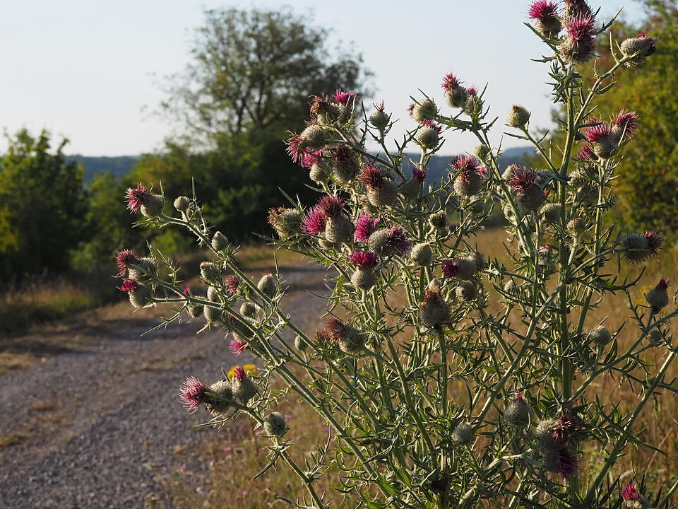 Das verlassene Dorf Bonnland darf bei einer Wanderung durch den Truppenübungsplatz Hammelburg nicht fehlen. Foto: Jürgen Schmitt