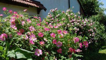 Rose Complicata Foto: privat