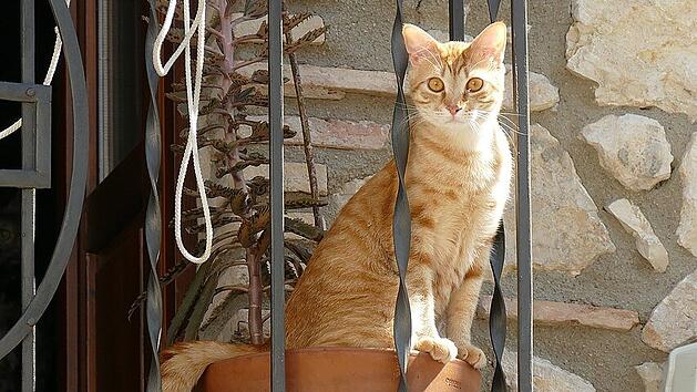 Katzen auf dem Balkon sind möglich, Hühner dagegen nicht.