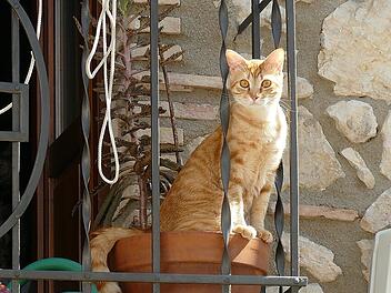 Katzen auf dem Balkon sind möglich, Hühner dagegen nicht.