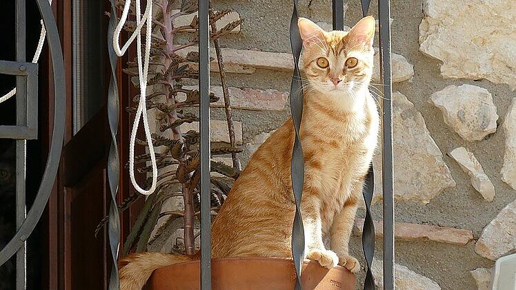 Katzen auf dem Balkon sind möglich, Hühner dagegen nicht.