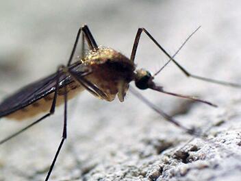 Die Dokumentation "M&uuml;ckenalarm" bei ARTE widmet sich den kleinen Insekten, die auch in Deutschland tropische Krankheiten wie das West-Nil-Virus &uuml;bertragen k&ouml;nnen.
