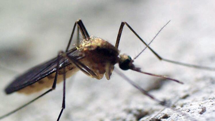 Die Dokumentation "M&uuml;ckenalarm" bei ARTE widmet sich den kleinen Insekten, die auch in Deutschland tropische Krankheiten wie das West-Nil-Virus &uuml;bertragen k&ouml;nnen.