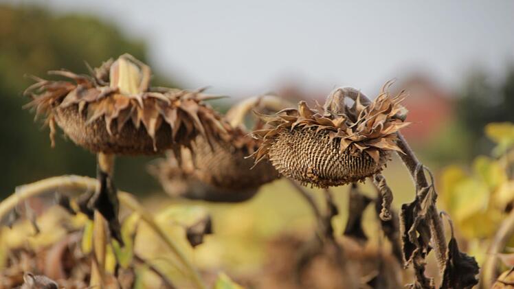Im Juli schmückten üppige Sonnenblumen Frimmersdorf.   Mittlerweile sind die Pflanzen verblüht und  erntereif.  Wenn das Wetter mitspielt, wird kommende Woche gedroschen. Dann kommen die  Kerne in belüftete Silos. Foto: Christian Bauriedel