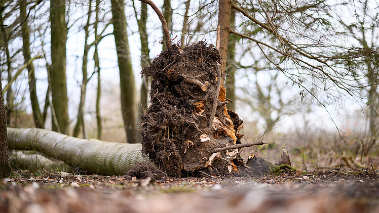 Baum umgest&uuml;rzt - Drei Tote bei Flensburg