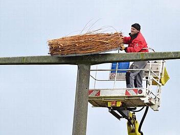 Thomas Fiebich wuchtet die Nisthilfe in schwindelnder Höhe auf den ausgedienten Strommast bei Schottenstein. Fotos: Rainer Lutz