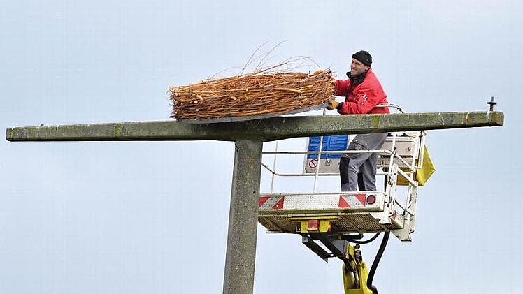 Thomas Fiebich wuchtet die Nisthilfe in schwindelnder Höhe auf den ausgedienten Strommast bei Schottenstein. Fotos: Rainer Lutz