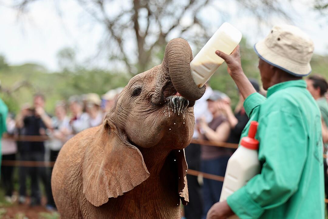 Elefantenwaisenhaus in Kenia