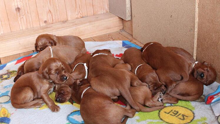 13 Welpen kuscheln sich zusammen - sieben Jungs und sechs Mädchen.