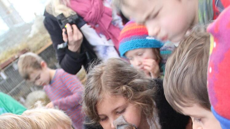 Dieses Kaninchen erinnert an einen Hasen, ist aber genetisch mit ihm nicht verwandt. Foto: Gerda Völk