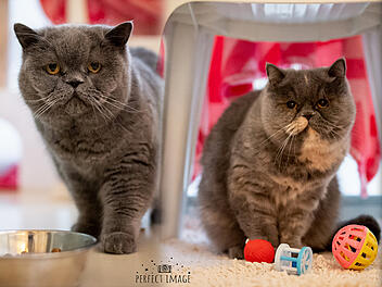 Tierheim Nürnberg: Zum dritten Mal abgegeben - Katzen Coco und Chanel suchen neue Besitzer