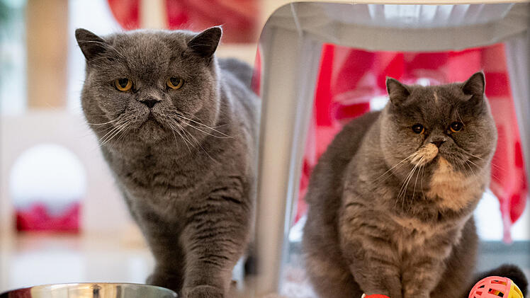 Tierheim Nürnberg: Zum dritten Mal abgegeben - Katzen Coco und Chanel suchen neue Besitzer