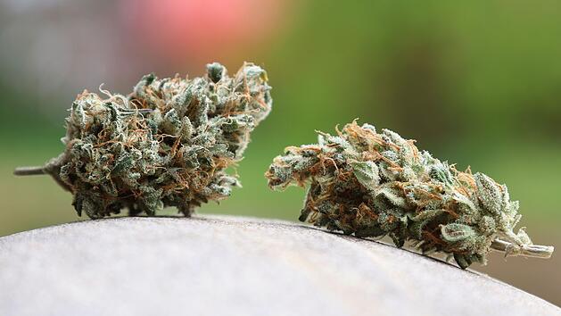 Erneutes Cannabis-Verbot: Polizeigewerkschaft stellt sich gegen Söder - "Verantwortung"