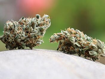 Erneutes Cannabis-Verbot: Polizeigewerkschaft stellt sich gegen Söder - "Verantwortung"