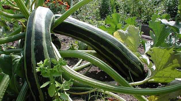 Symbolbild einer Zucchini (Foto: Thomas Neder)
